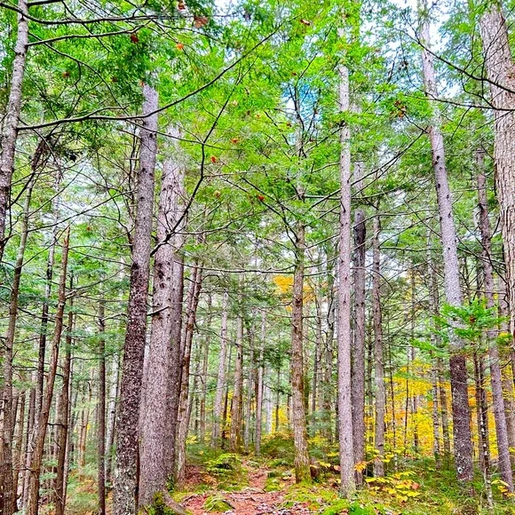 Live show notifications π - Picture 1 of 3